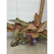 Aglaonema MongkolManee A-57