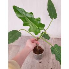 Philodendron magnificum s pot 750р