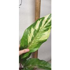Anthurium variegated sp 2