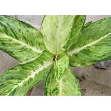 Аглаонема Белоснежка / Aglaonema Snow white A-74