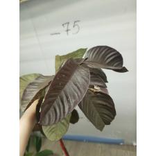 Psidium guajava ‘Daeng Ayothaya #3’ (grafted). 218