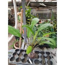 Tacca chantrieri 