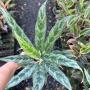 Aglaonema  Rich no.4  A-68