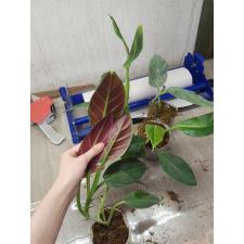 Philodendron cruentum pot 550p
