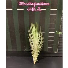 TILLANDSIA FUNCKIANA