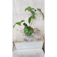 Cercestis mirabilis  6500р