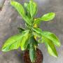 Citrus maxima (yellow variegated)