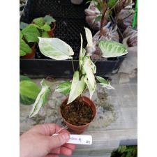 Syngonium (T25) Dwarf variegated 601-380