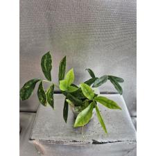 Zamioculcas zamiifolia variegated (long leaf) новые росты 3 ук. листа разных сортов