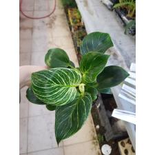 Philodendron birkin