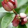 Magnolia figo (red flower)