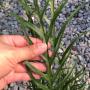 Drynaria sp.(T07) 'Fish Bone'