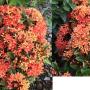 Ixora Orange Storm