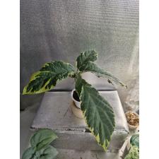 Clerodendron quadriloculare variegated