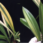Crinum sp.(T01) variegated (S)