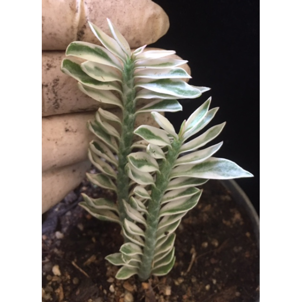 Pedilanthus sp. (white margin)