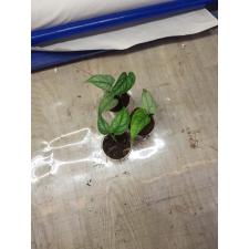 monstera siltepecana 350p