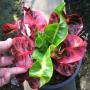 Codiaeum Prae (MD)