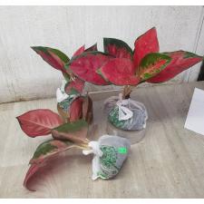 Aglaonema Suksom Jaipong A-85