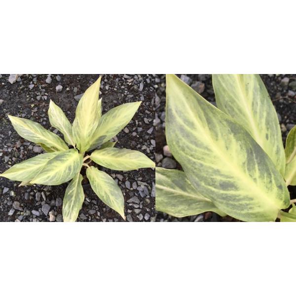 Аглаонема Сири Канчана / Aglaonema Siri Kanchana.