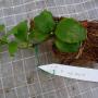Hoya enduensis          527