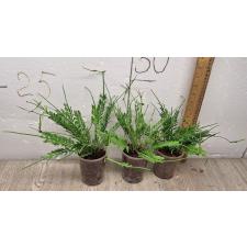 Asplenium cv. Kenzoi 