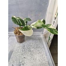 Monstera lechleriana (white variegated)