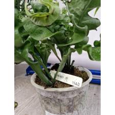 Microsorum punctatum cv. Twisted Dwarf L 174/2 pot