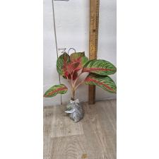 Aglaonema Amnat Jaren A-18