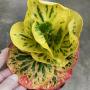 Codiaeum Roong Thiwa.