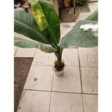 Dieffenbachia variegated D-2 3200p