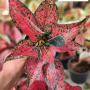 Aglaonema  Margenta A-137