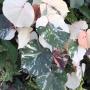 Hibiscus tiliaceus variegated Tricolor.