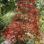 Clerodendrum paniculatum (orange flower)