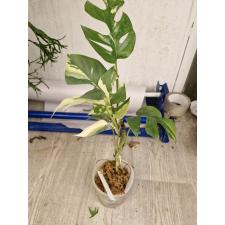 Monstera deliciosa 'Miniature' (white variegated) стакан 5600р