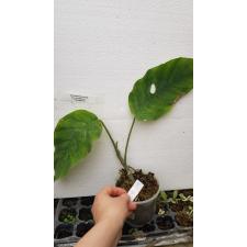 Monstera sp.(T02) (mature leaf).