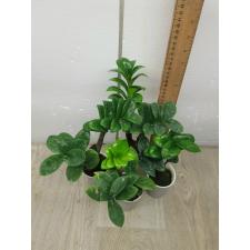 zamioculcas zenzi compact 