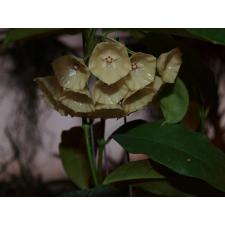 Hoya CAMPANULATA  (cystiantha)  4+