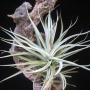 T. Ed Doherty (aeranthos x leonamiana) 28