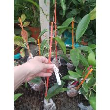 Hoya Kaimuki (macgillivrayi x archboldiana)(#863).