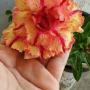 Adenium mari gold