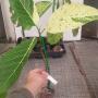 Ficus sp.(T39) (white variegated)