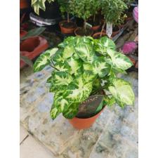 syngonium pixie 12 cm pot