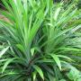 Pandanus amaryllifolius