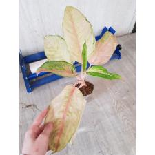 Aglaonema P-12 Frozen pot