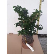 Triphasia trifolia (Lime Berry)(Japan) 268 уценка