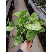 Syngonium Bob Allusion в 15 см горшке