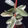 Stephanotis floribunda 'Alpine'