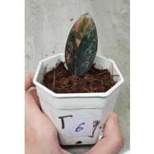 Zamioculcas zamiifolia black variegated (1 leaves) номер 6
