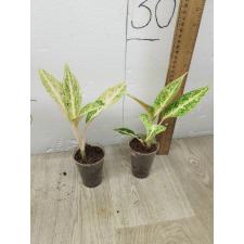Aglaonema legacy Orange